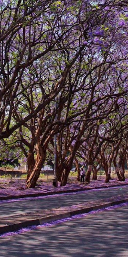 Transportation in Harare, ZW